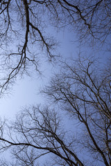 Fototapeta na wymiar pattern of dry tree branches against blue sky