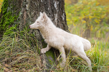 Naklejka na ściany i meble fluffy Fox in a tree. white color.