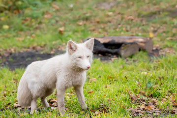 fluffy Fox in white. Hunts in the field