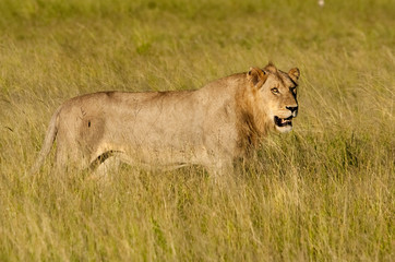 Young male lion in long grass, Sabi Sand Game Reserve, South Africa
