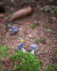 small forrest mushrooms