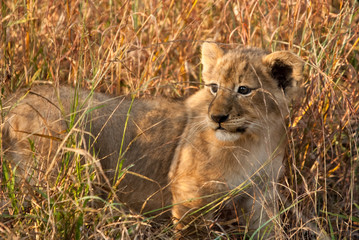 Lion cub in the grass, Sabi Sand Game Reserve, South Africa