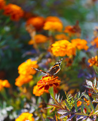 Vibrant natural floral background, macro red admiral butterfly.