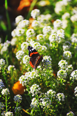 Vibrant natural floral background, macro red admiral butterfly.