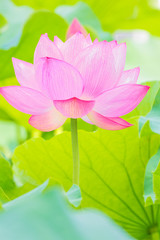 The Lotus Flower.Background is the lotus leaf and lotus bud.