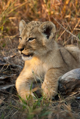 Lion cub, Sabi Sand Game Reserve, South Africa