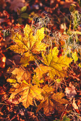 Warm and vibrant autumn background, sun light comming through wi