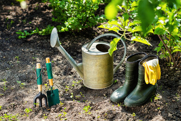 Gardening tools in the garden. Watering can, rubber boots, garden tools, rubber gloves. Gardening composition. Garden, green bushes, yield ground. Working in the garden. 