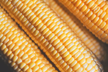 Vibrant ripe yellow raw corn close up background.