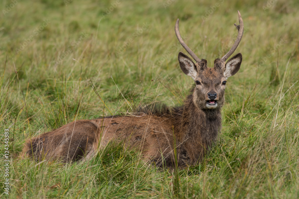Poster a close up image of a young red deer stag lying in the grass and looking forward toward the camera