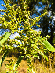 Close-up of ragweed, ambrosia plant (artemisiifolia)