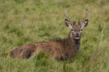 A close up image of a young red deer stag lying in the grass and looking forward toward the camera