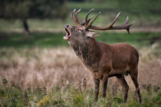 A royal male red deer stag bellowing to make his presence known