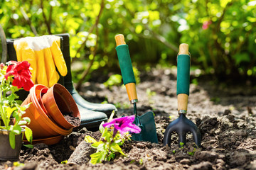 Gardening tools and flowers in the garden. Watering can, rubber boots,  flowers, vases,  garden tools, rubber gloves. Gardening composition. Garden, green bushes, yield ground. Working in the garden.  © bondvit