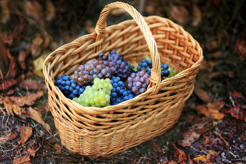 Fototapeta na wymiar basket with grapes