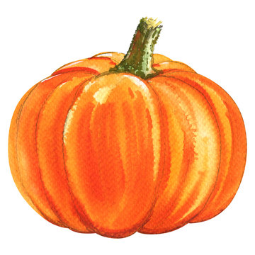 Fresh orange pumpkin isolated, watercolor illustration on white