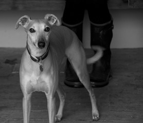 whippet