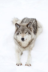 Fototapeta premium A lone Timber wolf or Grey Wolf (Canis lupus) isolated on white background walking in the winter snow in Canada