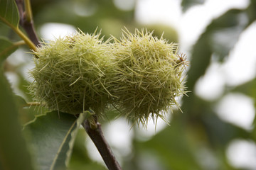 chestnut