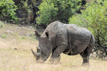 Fototapeta premium White rhinoceros covered in mud