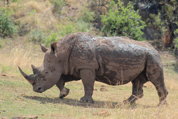 Naklejka premium White rhinoceros covered in mud