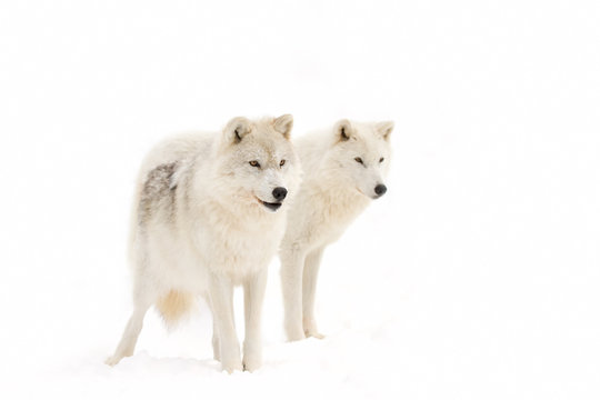 Arctic wolves (Canis lupus arctos) isolated on white background closeup in the winter snow in Canada