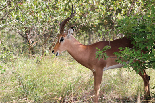 Impala standing in the shate of a tree
