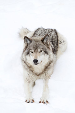Fototapeta A lone Timber wolf or Grey Wolf (Canis lupus) isolated on white background walking in the winter snow in Canada