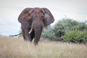Fototapeta na wymiar African elephant covered with dried mud