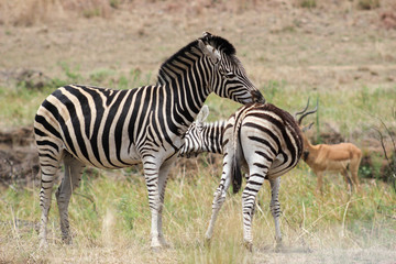 Fototapeta na wymiar plains zebra grooming