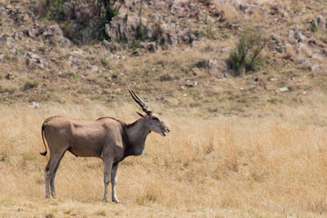 Eland (Tragelaphus oryx)