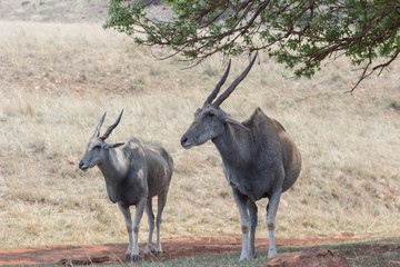 Eland (Tragelaphus oryx) standing in the shade