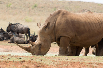 white rhinoceros