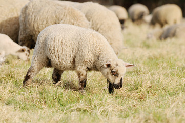 Naklejka na ściany i meble lamb standing on pasture