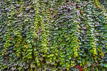 Background of brick wall texture and grape-vine