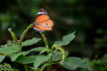 Butterfly in garden