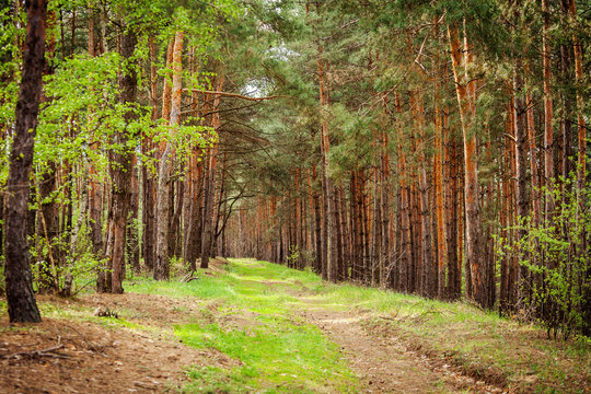 Fototapeta Spruce Forest Landscape. Healthy green trees in a forest of old spruce, fir and pine trees in wilderness of a national park. Ecosystem and healthy environment concepts and background. Europe