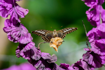 Butterfly in garden
