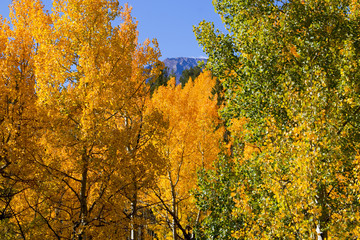 Fototapeta premium Pikes Peak and Autumn Aspen Trees