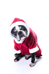 Chien boston terrier avec manteau de p&egrave;re no&euml;l 