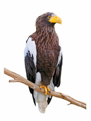 Steller's sea eagle (Haliaeetus pelagicus) on a branch, isolate