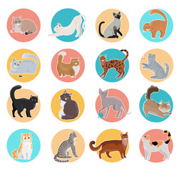 Collection of Vector Icons with Cat in Flat Design