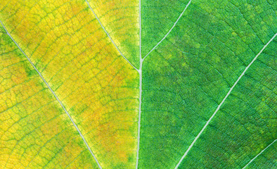 Texture of a green and yellow leaf as background