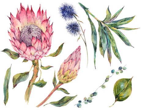 Set Of Floral Vintage Watercolor Protea