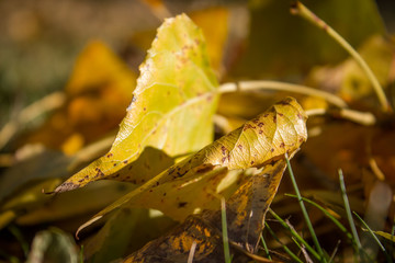autumn