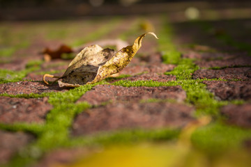 autumn