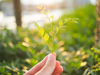 Close-up image of a human's hand holding baby Leaves during sunset