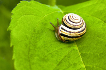 Small snail on a leaf
