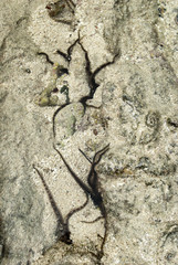 Marine worm in a rockpool