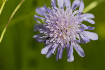 european lavender blossom